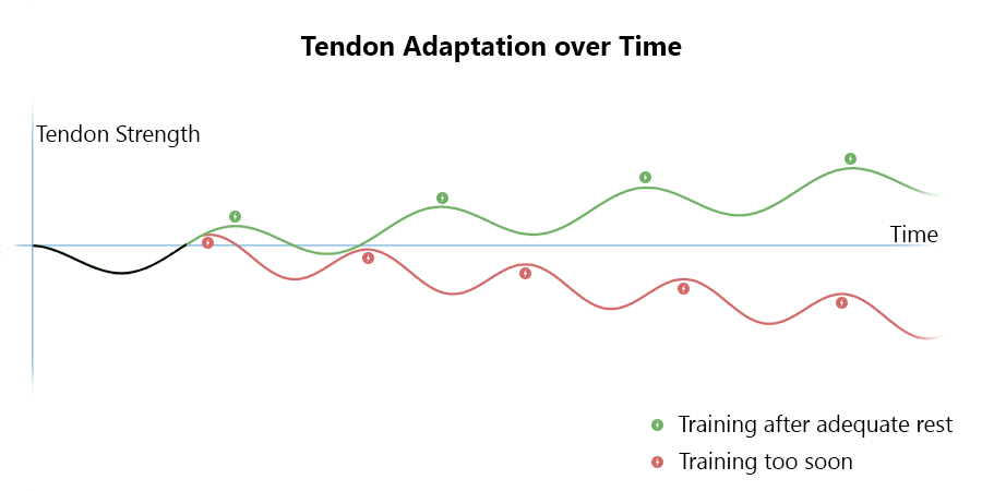 tendon adaptation in response to training